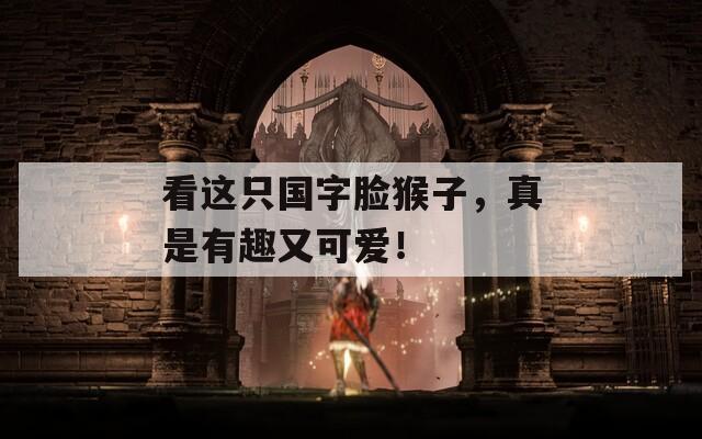 看这只国字脸猴子，真是有趣又可爱！